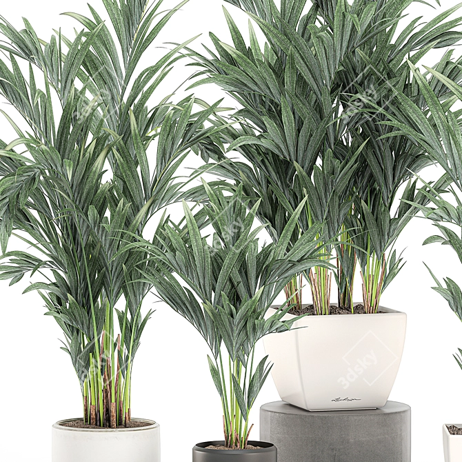 Tropical Palm Collection in White Pots 3D model image 3