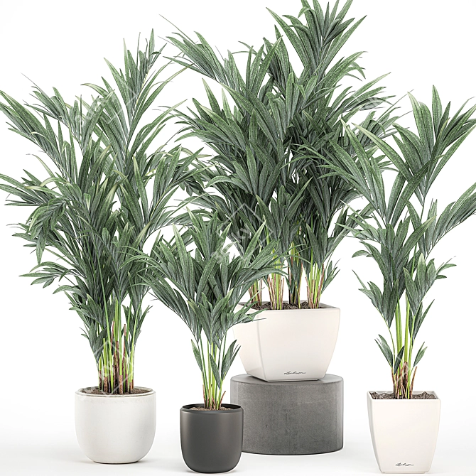 Tropical Palm Collection in White Pots 3D model image 6