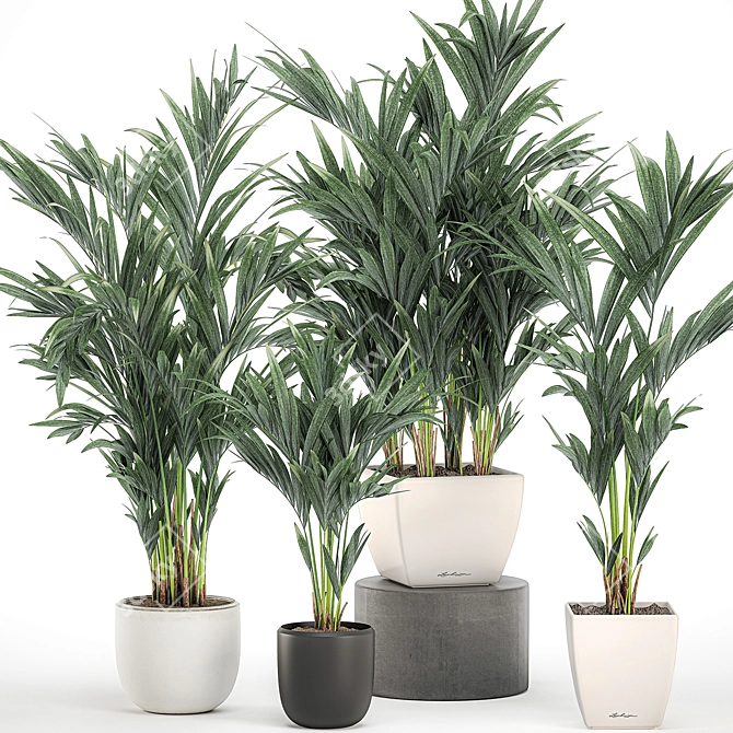 Tropical Palm Collection in White Pots 3D model image 7