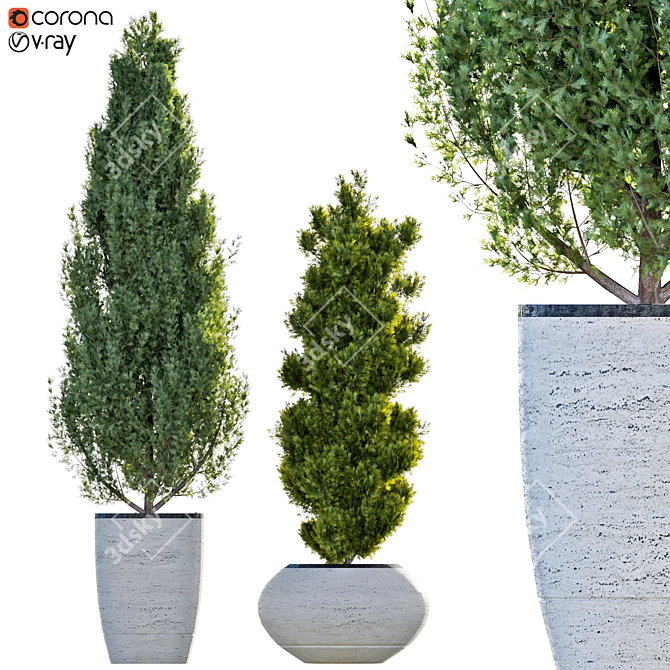 Pristine Pine Duo in Potted Perfection 3D model image 1