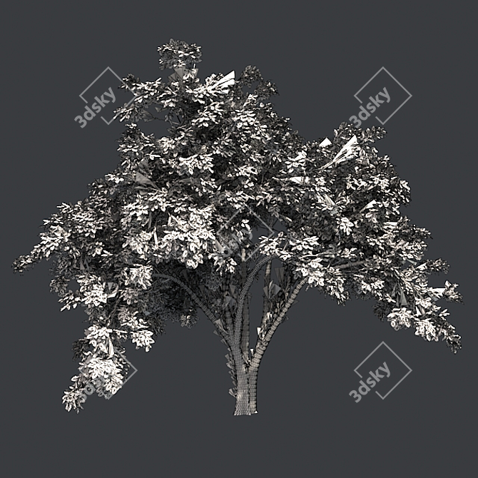  Majestic American Elm Tree 3D model image 5