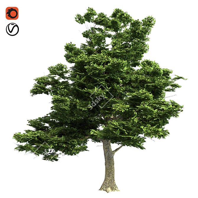 American Sycamore: Low Poly Tree 3D model image 1