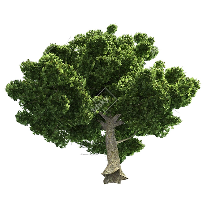 American Sycamore: Low Poly Tree 3D model image 3