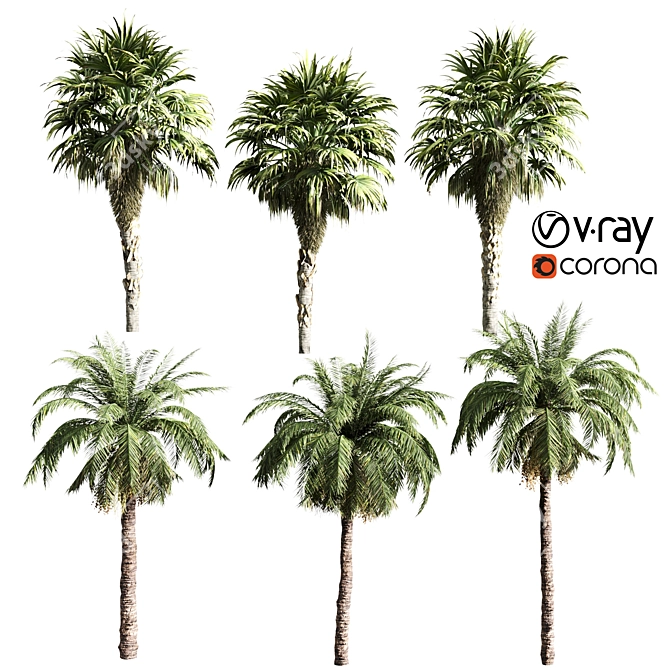 Tropical Oasis: Set of 6 Palms 3D model image 1