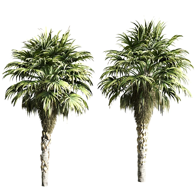 Tropical Oasis: Set of 6 Palms 3D model image 2