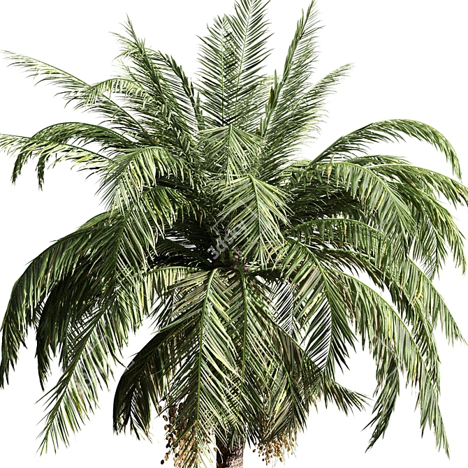 Tropical Oasis: Set of 6 Palms 3D model image 4