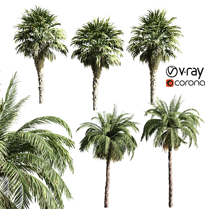 Tropical Oasis: Set of 6 Palms 3D model image 5