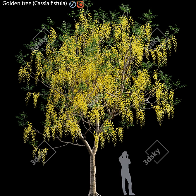 Golden Tree (Cassia fistula) Model 3D model image 1