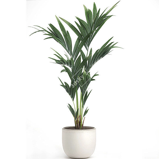 Tropical Palm Collection in White Pots 3D model image 2