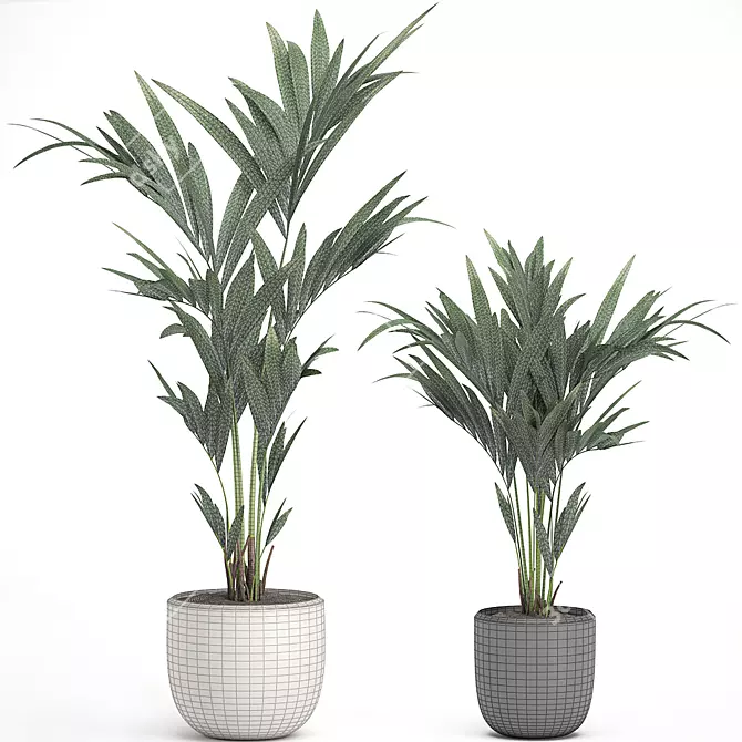 Tropical Palm Collection in White Pots 3D model image 4