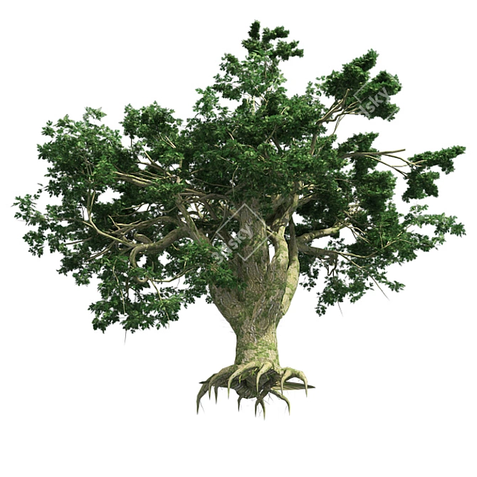 Big Leaf Maple Tree 3D model image 3