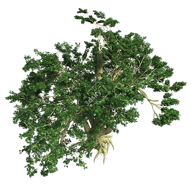 Big Leaf Maple Tree 3D model image 4