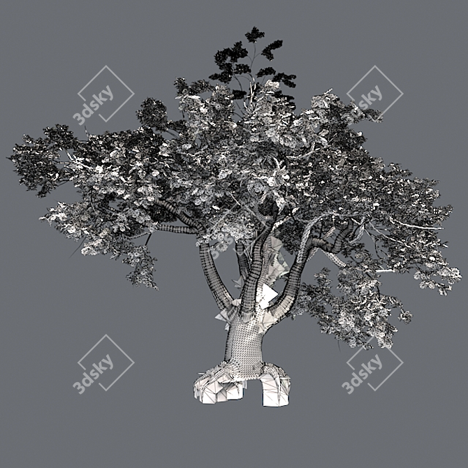 Big Leaf Maple Tree 3D model image 5