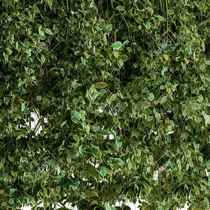 Lush Hanging Ivy in Pot 3D model image 2