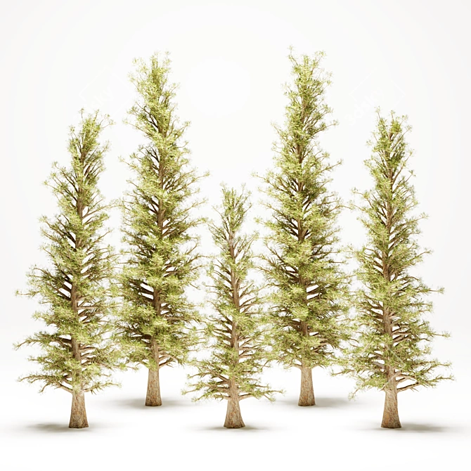 Pine Tree 110: Majestic 670cm Tall 3D model image 2