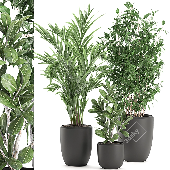 Tropical Plant Collection in Black Pots 3D model image 1