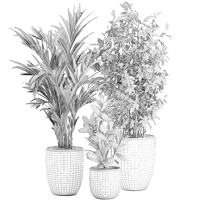 Tropical Plant Collection in Black Pots 3D model image 5