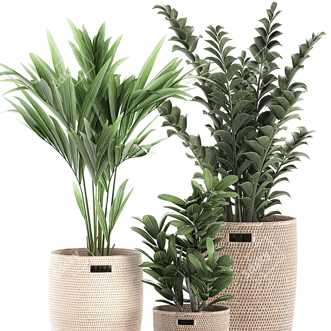 Exotic Indoor Plant Collection 3D model image 2