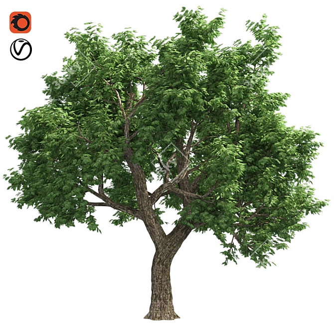 Optimized Amur Cork Tree 3D model image 1