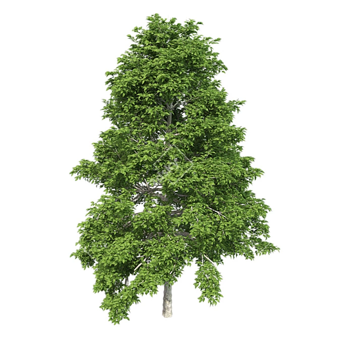 Optimized Black Gum Tree - Realistic 4K Textures 3D model image 3