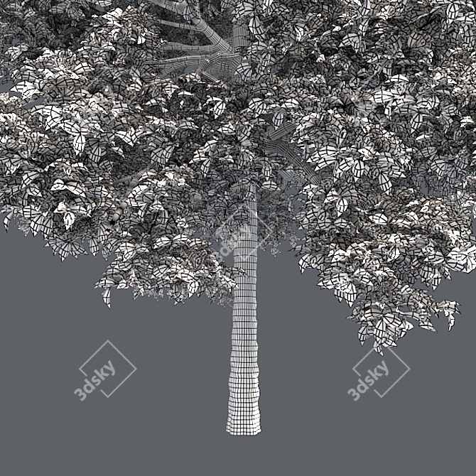 Optimized Black Gum Tree - Realistic 4K Textures 3D model image 4