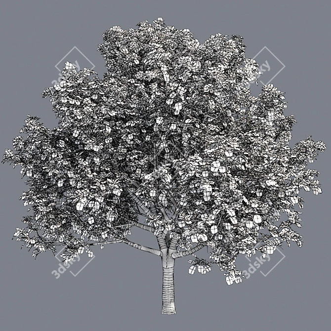 Optimized Bradford Pear Tree 3D model image 5