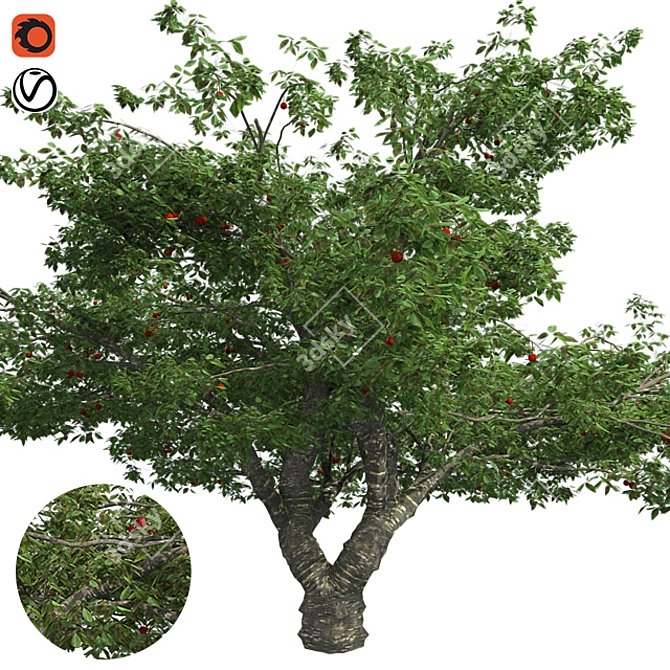 Bountiful Cherry Tree: Realistic, Optimized, High-Quality 3D model image 1