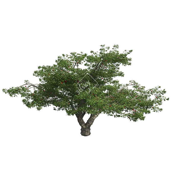 Bountiful Cherry Tree: Realistic, Optimized, High-Quality 3D model image 2