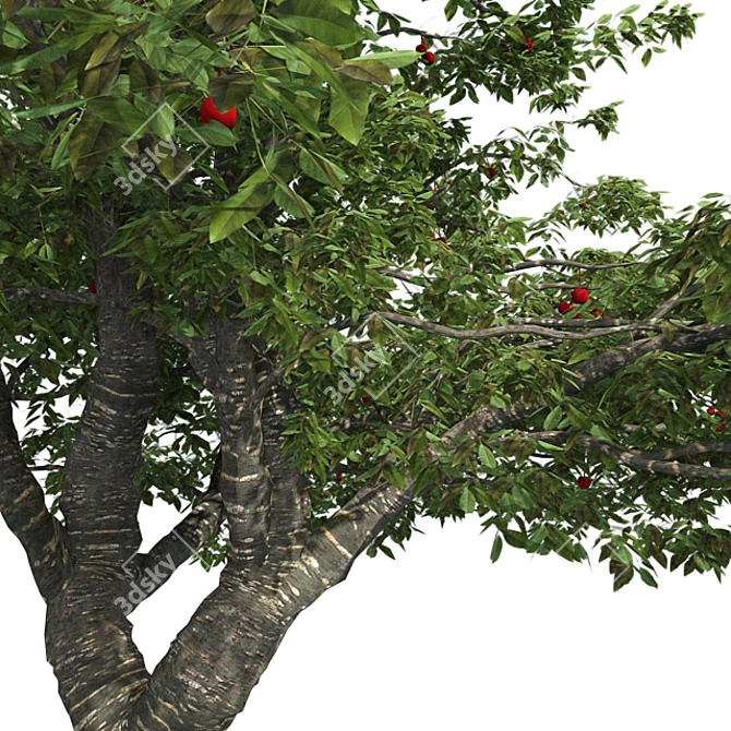 Bountiful Cherry Tree: Realistic, Optimized, High-Quality 3D model image 4