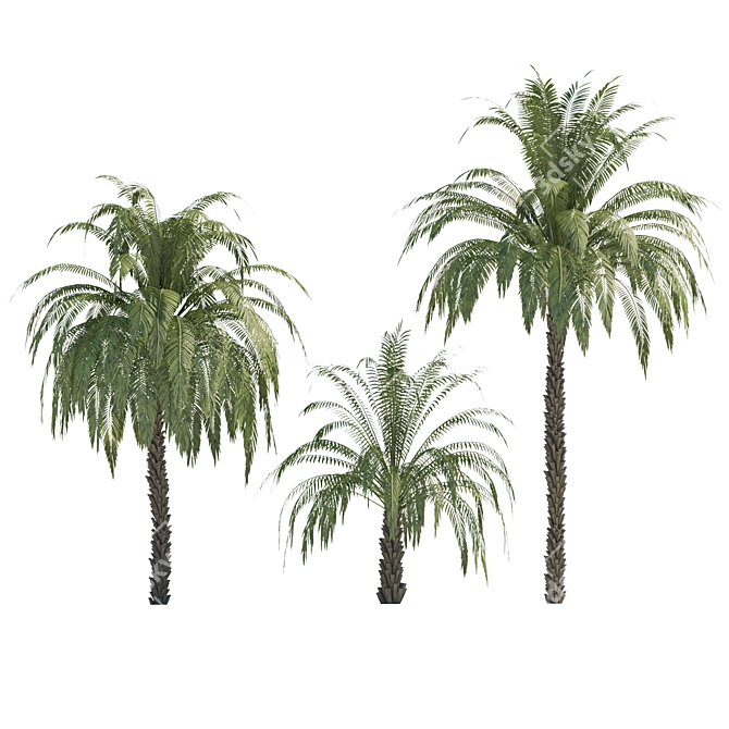 Exquisite 3D Palm Trees with Stunning Heights 3D model image 1