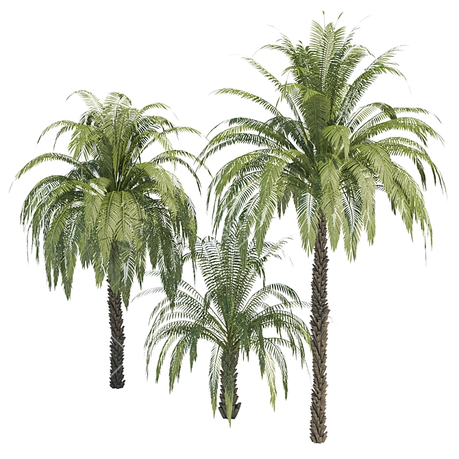 Exquisite 3D Palm Trees with Stunning Heights 3D model image 2