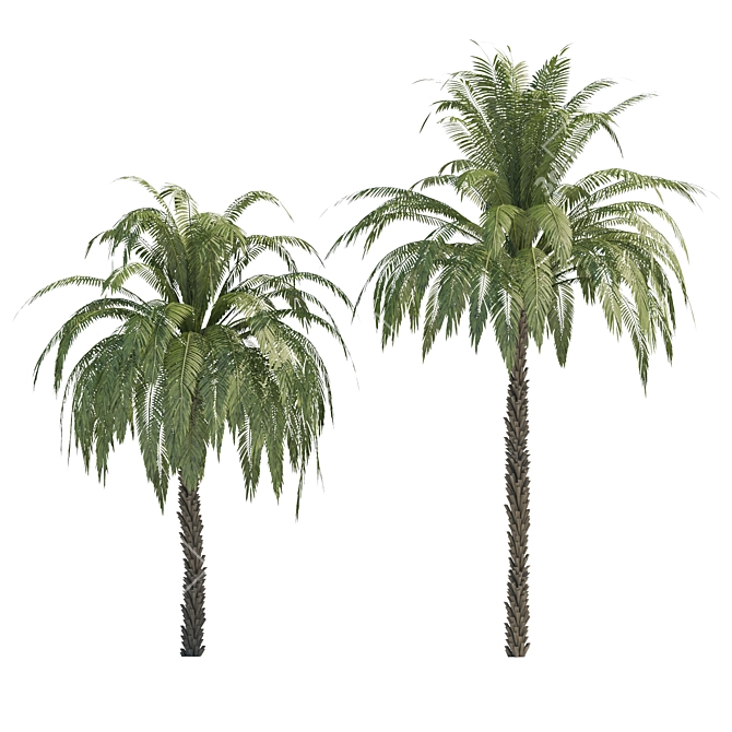 Exquisite 3D Palm Trees with Stunning Heights 3D model image 3