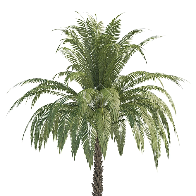 Exquisite 3D Palm Trees with Stunning Heights 3D model image 4