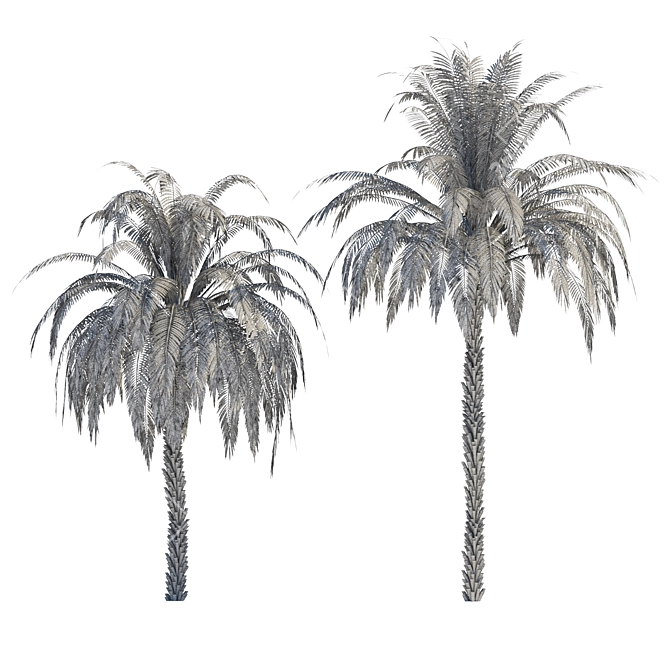 Exquisite 3D Palm Trees with Stunning Heights 3D model image 5