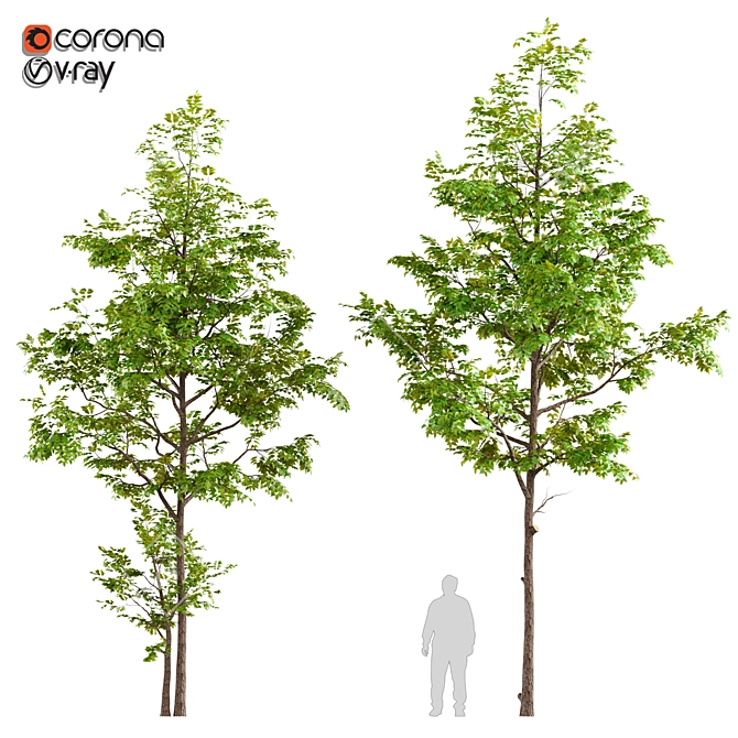 Twin Ash Trees: A Classic Duo 3D model image 1