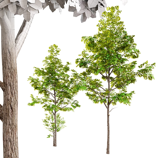 Twin Ash Trees: A Classic Duo 3D model image 2