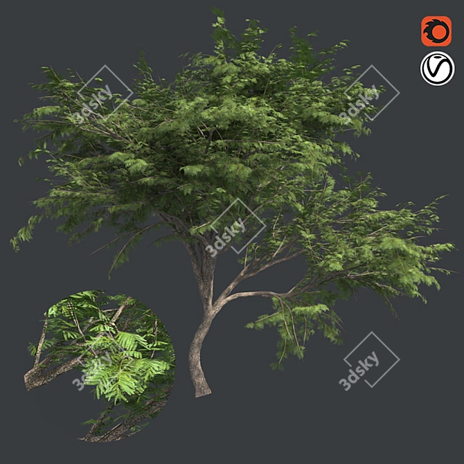  Thorny Hook Tree
(Gvozdichnoe derevo s zaborom) 3D model image 1