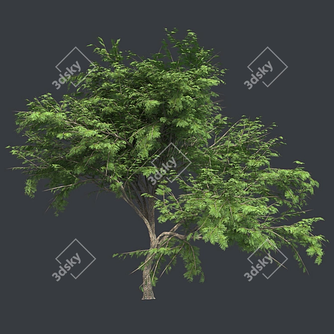  Thorny Hook Tree
(Gvozdichnoe derevo s zaborom) 3D model image 2