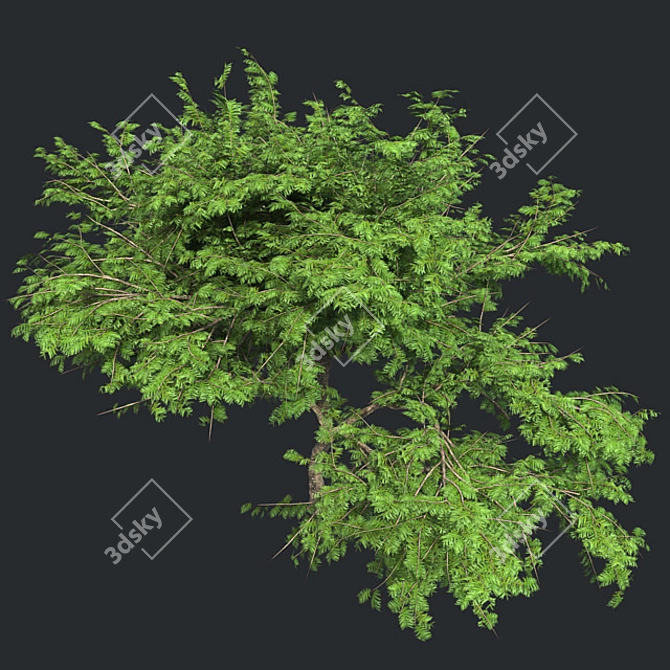  Thorny Hook Tree
(Gvozdichnoe derevo s zaborom) 3D model image 3