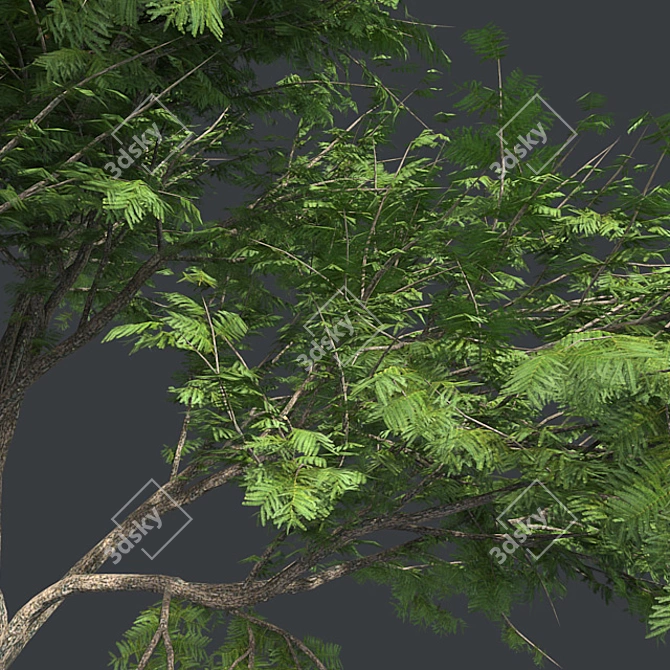  Thorny Hook Tree
(Gvozdichnoe derevo s zaborom) 3D model image 4