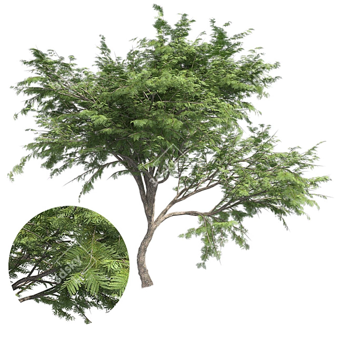  Thorny Hook Tree
(Gvozdichnoe derevo s zaborom) 3D model image 6