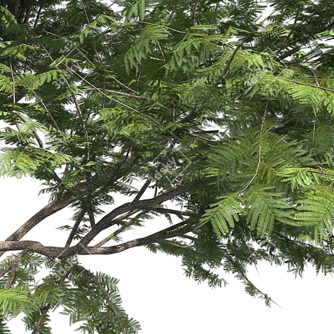  Thorny Hook Tree
(Gvozdichnoe derevo s zaborom) 3D model image 9