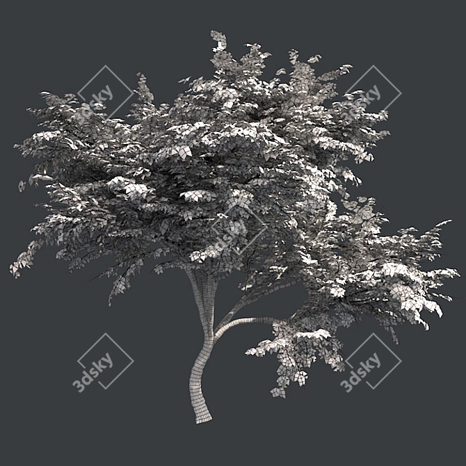  Thorny Hook Tree
(Gvozdichnoe derevo s zaborom) 3D model image 10