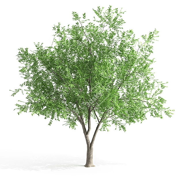 European Ash Tree Pack - High & Low Poly 3D model image 1