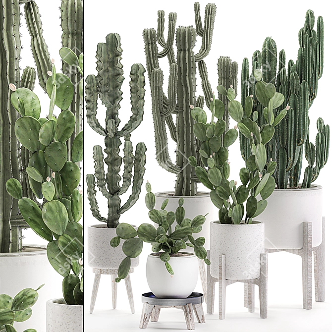 Exotic Cactus Collection White Pot Indoor Plants 3D model image 1