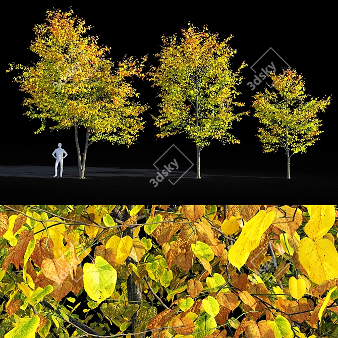 Autumn Bliss: Tilia Europaea & Linden Tree 3D model image 1