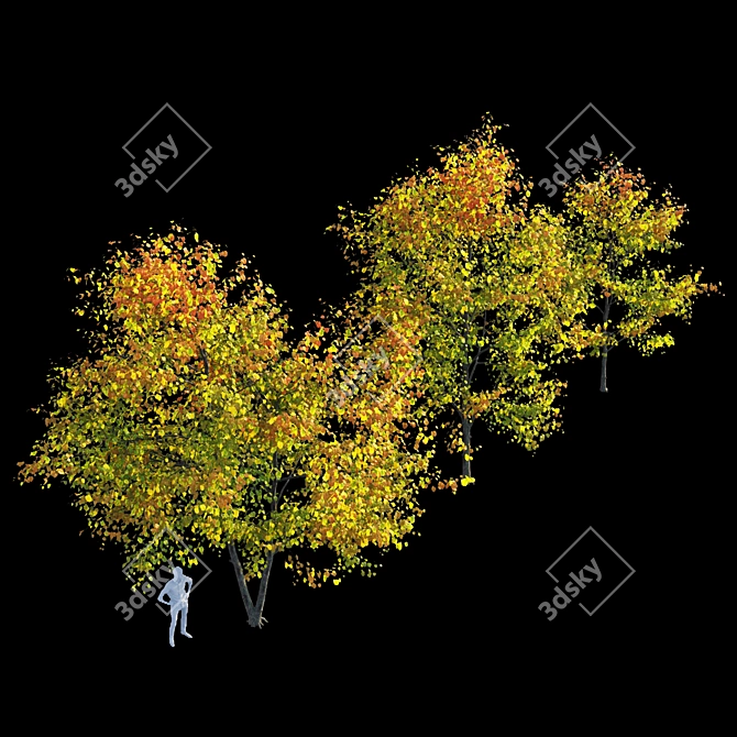 Autumn Bliss: Tilia Europaea & Linden Tree 3D model image 2