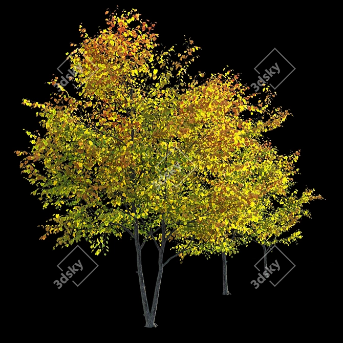 Autumn Bliss: Tilia Europaea & Linden Tree 3D model image 3