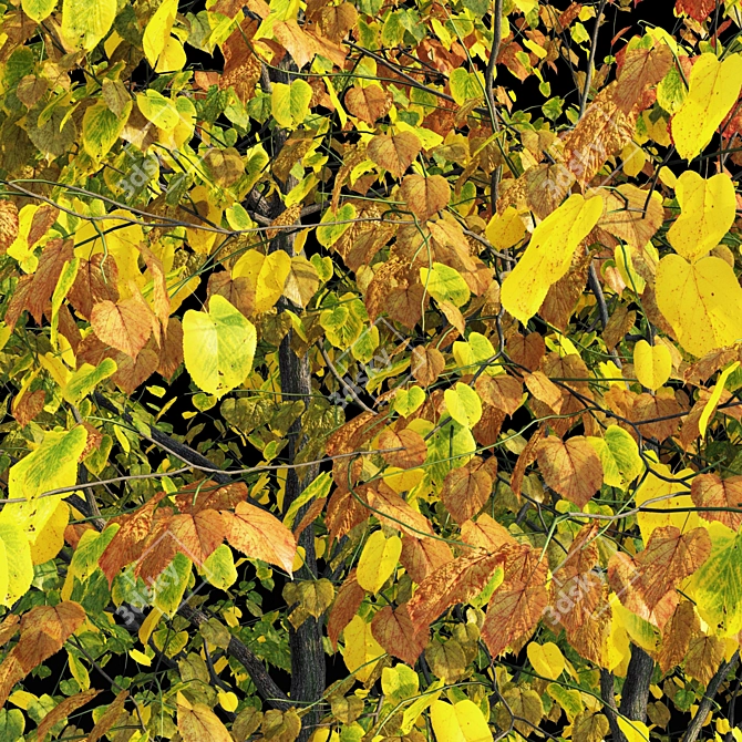 Autumn Bliss: Tilia Europaea & Linden Tree 3D model image 5