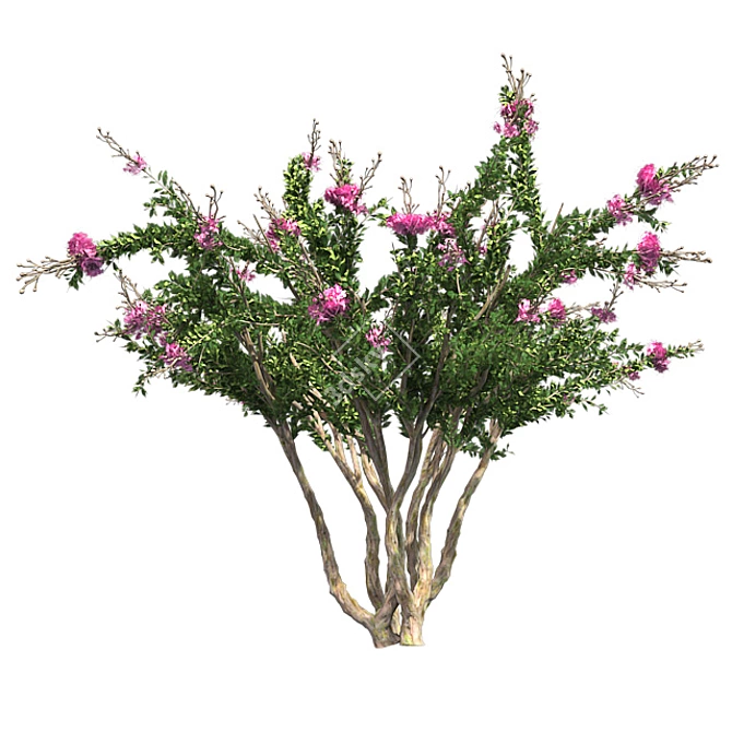 Luscious Crape Myrtle Tree 3D model image 2